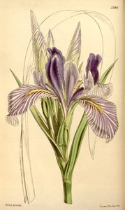 Iris longipetala